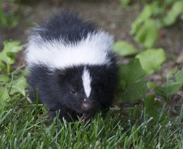 Skunk