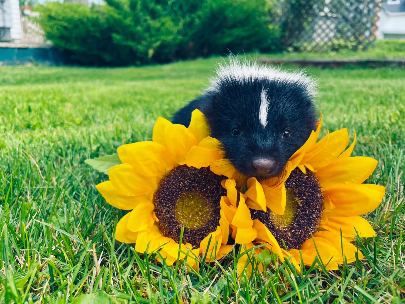 Skunk with Sunflower